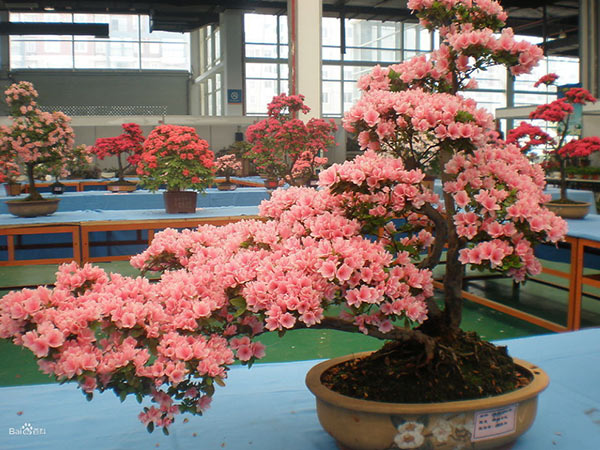 索菲亚衣柜